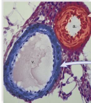 Chapter 19 Blood Vessels Flashcards Quizlet