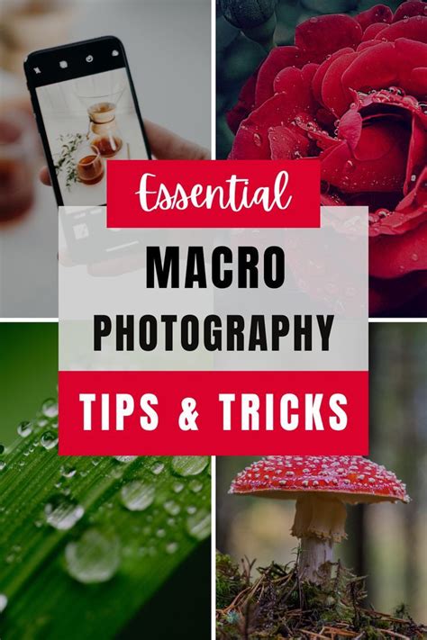 Complete Guide To Macro Photography For Beginners Macro Photography