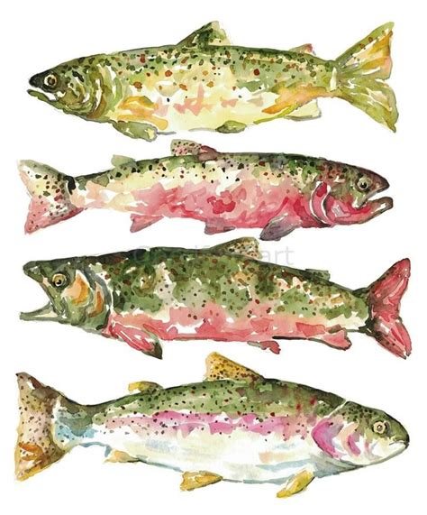 Trout Species Fish Watercolor Painting Print Art Painting By Maryna