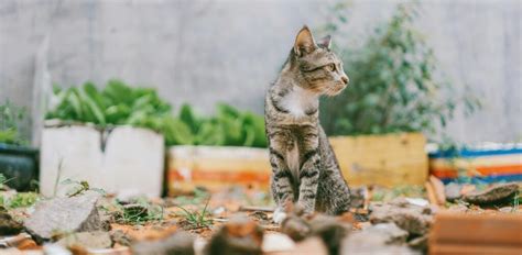 Zwerfkatten Hoe Herken Je Ze En Wat Kun Je Doen Petrebels