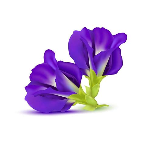 Blue Pea Flower Or Butterfly Pea Purple Isolated On White Background