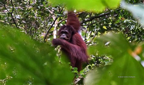 Meryl Starts Her Exciting New Life In The Wild Orangutan Outreach