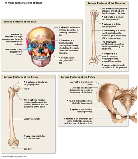 Human Anatomy And Physiology Skeletal System Anatomy Anatomy Bones