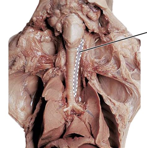 Fetal Pig Organ System Flashcards Quizlet