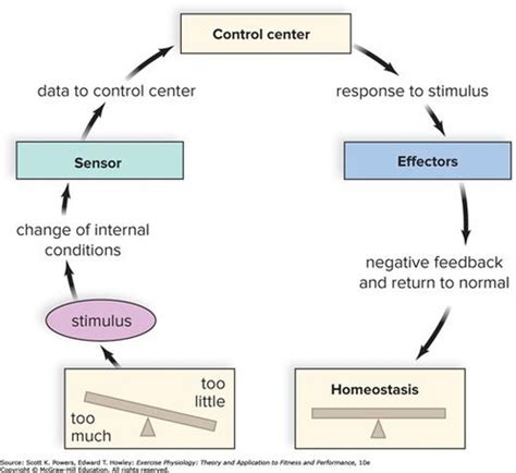 Understanding Periodization And Biological Control Systems Flashcards