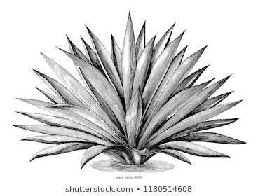 Agave Hand Draw Vintage Engraving Clip Stock Vector Royalty Free