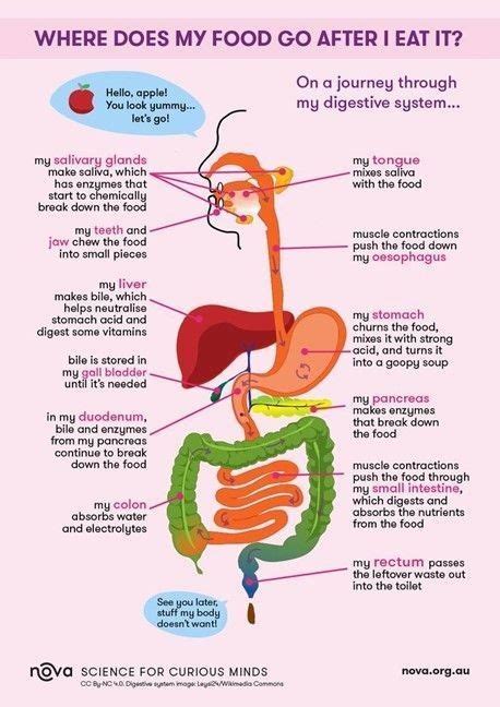 Kishmat Human Anatomy And Physiology