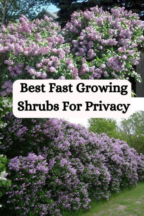 Looking For The Best Fast Growing Shrubs For Privacy Explore Our Top