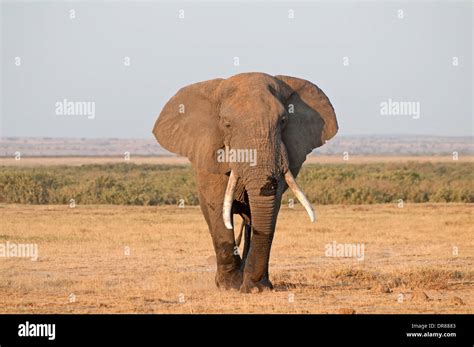 Mature Male Elephant With Ears Outstretched And Good Tusks In Amboseli