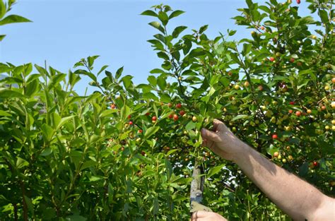 Trimming Cherry Trees How To Trim And Prune Cherry Trees