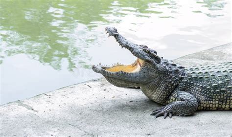 Fotos De Stock De Crocodilo Uma Boca Aberta Fotos De Stock