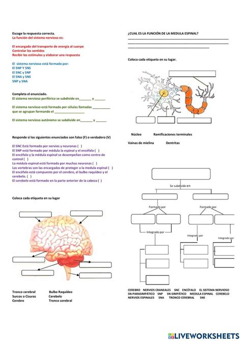 Sistema Nervioso Worksheet Ccnn Science Human Body