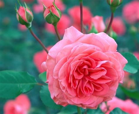 gardennest lb ue   grow roses