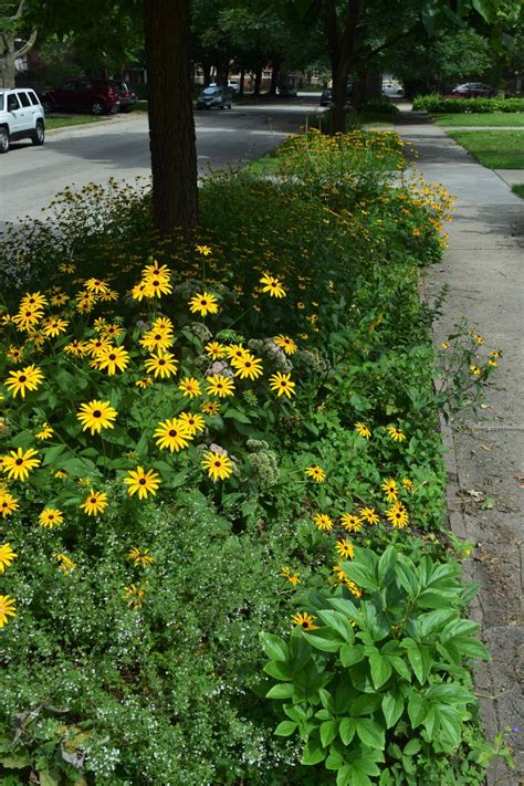 The Susans Black Eyed And Brown Eyed Flowers In August