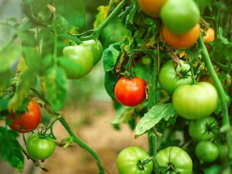 Are Coffee Grounds Good For Tomato Plants