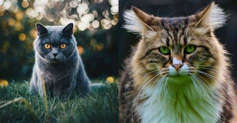 beautiful types  show breed cats