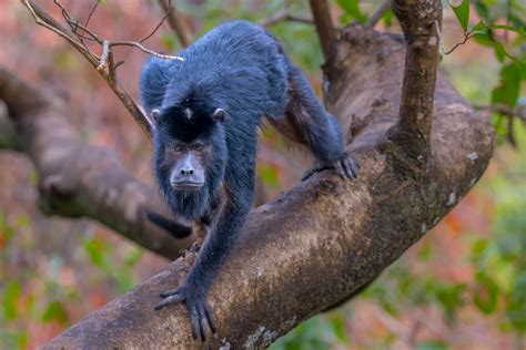 Howler Monkey On A Large Tree Limb Smithsonian Photo Contest