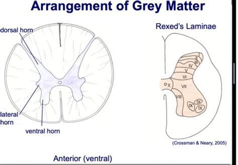 Anatomy Of The Nervous System Flashcards Quizlet