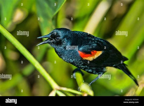 Red Winged Blackbird Agelaius Phoeniceus Blackbird Usa America