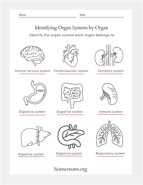 Human Anatomy Worksheets And Study Guides Basic Anatomy And