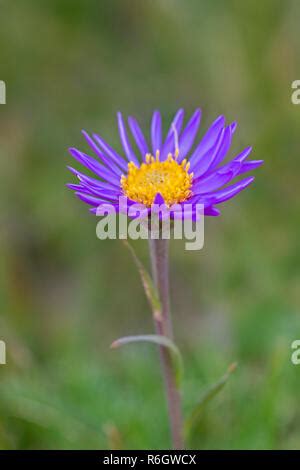 Austria Alpine Aster Flower Close Up Stock Photo Alamy