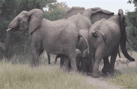 Les éléphants protègent leurs bébés des chiens sauvages Animaux du