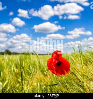 Close Up Of Of Red Poppy Field Andalucia Spain Stock Photo Alamy