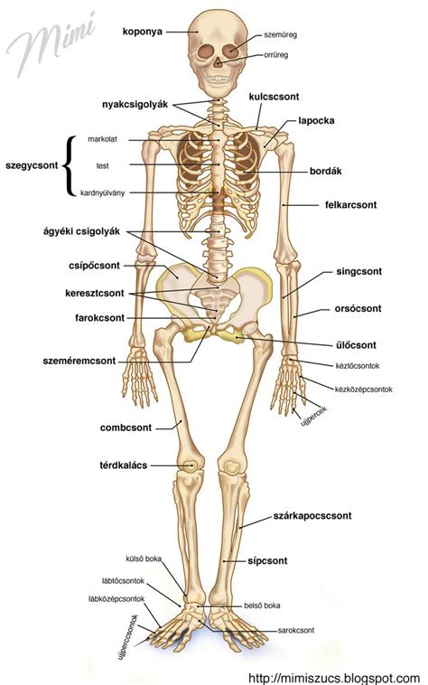 Pin By Kati Valter On Eg Szs Ges Letm D Body Anatomy Basic Anatomy