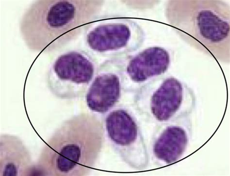 Hemostasis Exam Flashcards Quizlet