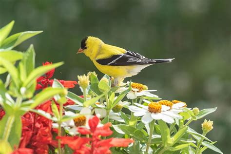 rare birds  visit  garden   stop  common habit  july