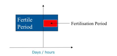 Fertilisation And Early Embryo Development Flashcards Quizlet