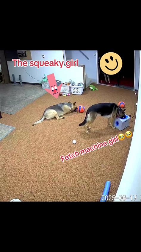 #germanshepherdsoftiktok#dogfetchball#petlover#Both having fun😍😍😍 | TikTok