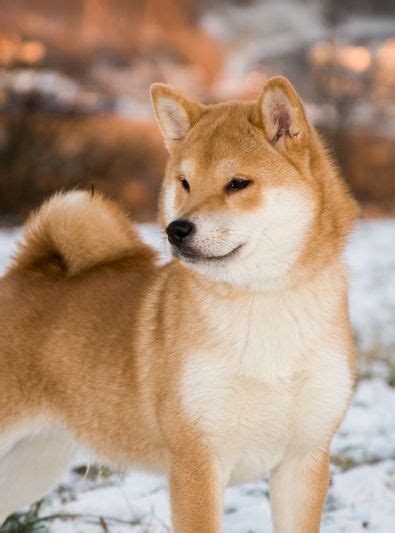 Shiba Inu Shiba Inu Chiot Chiot Chiot Shiba Inu