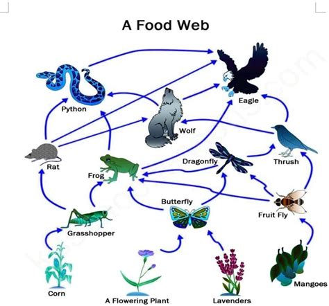 Python Rat Frog Grasshopper A Food Web Wolf Eagle Dragonfly Thrush