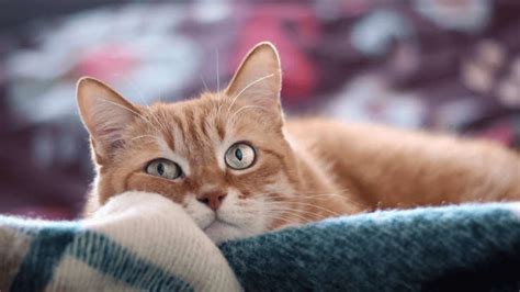 is it normal cat sick at home