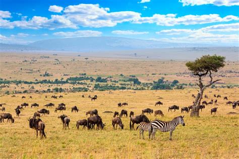savanna biome types location climate plants animals