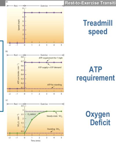 Exercise Physiology Flashcards Quizlet