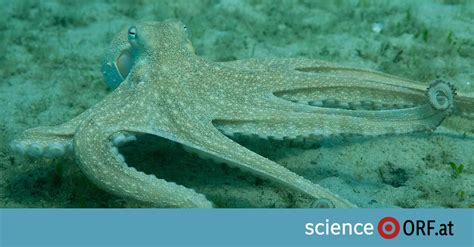 Shakespeare tripathi porn videos on the flip, she prepared