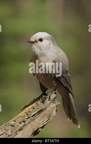 Clark S Nutcracker Nucifraga Columbiana In Snow Lake Louise Banff