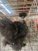 Black Naked Neck Silkie Rooster Rogers Community Auction Inc