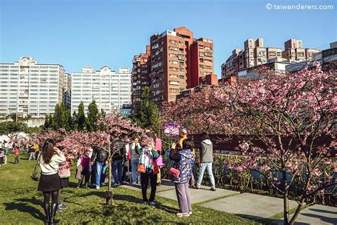 Taiwan Cherry Blossom In Lohas Park Taipei Cherry Blossom Guide