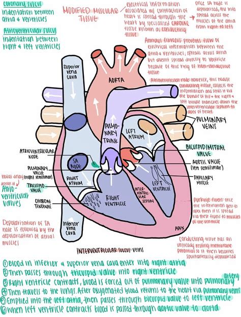 A Diagram Of The Human Heart With Labels On It And Other Parts Labeled