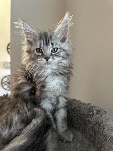 Tabby Female Female Maine Coon Kitten For Sale In North Carolina