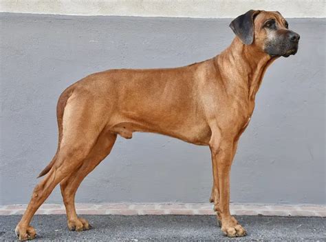 Esta Es La Raza De Perro M S Bonita Seg N La Ciencia