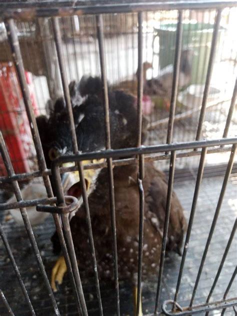 prediksi hk bbfs 4d 4