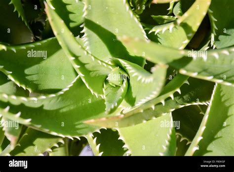 Cactus Texture Background Stock Photo Alamy