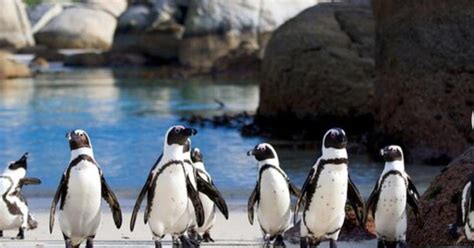 Small Group African Penguins Boulders Beach Half Day Tour GetYourGuide