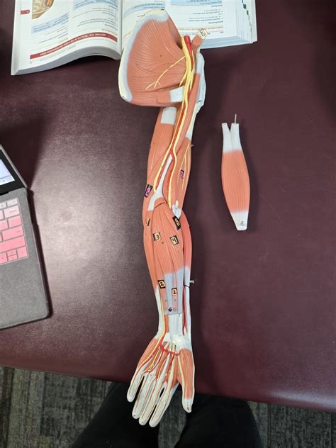 Arm Muscles Diagram Diagram Quizlet