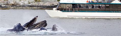 Whale Watching & Wildlife Quest - Allen Marine Tours