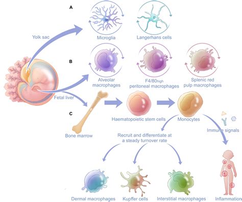 Frontiers Macrophages As Emerging Key Players In Mitochondrial Transfers